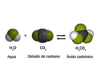 Carbonic acid in the human body