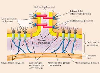 Properties of Hyaluronic Acid with Collagen