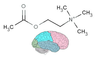 acetilcolina funcion