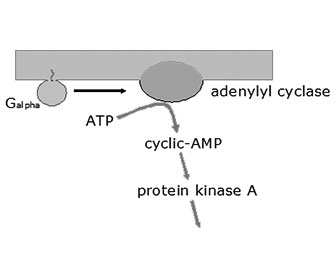 adenosin funcion