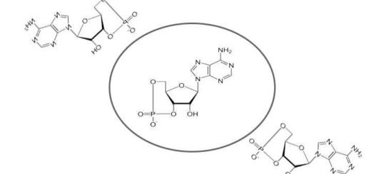 adenosin monofosfato ciclico estructura