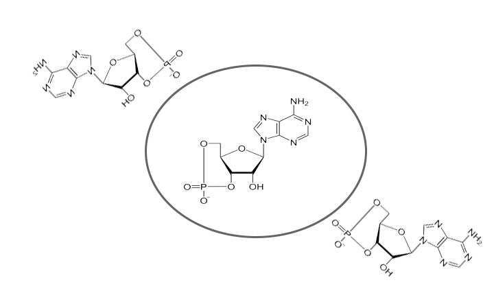 adenosin monofosfato ciclico estructura