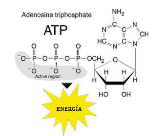 relacion de adenosina y creatina