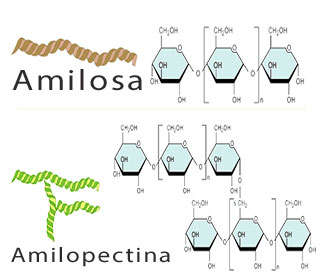 amilosa y amilopectina