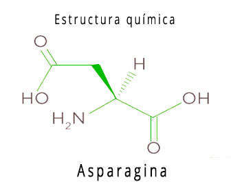 La <strong>asparagina</strong> es un aminoácido no esencial necesario para tener buena salud. Su función está entrelazada con las de las proteínas y también tiene propiedades para el tejido nervioso y cerebral. Su estructura química afecta a todas las células del organismo, cuya fórmula cuando se degrada produce una reacción para producir <strong><span style="text-decoration: underline;">aspartato</span></strong> y <strong><span style="text-decoration: underline;">amonio</span></strong>, estando involucrada también en la gluconeogénesis o ruta metabólica para producir glucosa en el cuerpo. <h2>Asparagina, qué es</h2> Es un aminoácido no esencial. Esto significa que el propio organismo es capaz de producirlo pero en muchas ocasiones es necesario incluirlo en la dieta para complementar la nutrición del cuerpo humano. La <strong>asparagina aminoácido</strong> está presente en alimentos y su carencia produce trastornos en el sistema nervioso. Su <strong>función</strong> es la de alimentar el sistema nervioso. Mediante la glicosilación —añadir un glúcido a otra molécula— las proteínas del espacio extracelular ayudan al sistema nervioso a ser estable. Funciona, por ejemplo para estabilizar el oído y para mejorar el tacto. <h2>Propiedades químicas y físicas</h2> <li><strong>Fórmula de asparagina:</strong></li> <li><strong>Símbolo químico:</strong> Asn, N.</li> <li><strong>Nombre comercial:</strong> <ul> <li>Ácido 2-amino-3-carbamoilpropanoico.</li> <li>Asparaguina.</li> <li>Asparragina.</li> </ul> </li> <li><strong>Número CAS:</strong> 70-47-3.</li> <li><strong>Densidad:</strong> 1000 kg/m3 o 1 g/cm3.</li> <li><strong>Masa molar:</strong>12 g/mol.</li> <li><strong>Punto de fusión:</strong> 235 °C o 508 k</li> <li><strong>Acidez:</strong> 2,16.</li> <li><strong>pKa:</strong> 8,73.</li> <li>Para mejorar la síntesis de glicoproteínas.</li> <li>Es precursora de ácido gamma aminobutírico GABA.</li> <li>Interviene en el metabolismo del sistema nervioso central SNC.</li> <li>Es parte del proceso de formación del amoníaco del cuerpo.</li> <li>Participa en el crecimiento muscular.</li> </ul> <strong>Sus beneficios</strong> para sintetizar mayor cantidad de GABA junto con <a href="http://localhost/acidohialuronico/piridoxina/">piridoxina HCL</a> o la llamada vitamina B6 son muy conocidos. Produce un efecto relajante sobre el sistema nervioso. Este necesita de la presencia del aminoácido y de la vitamina para poder sintetizarse. <h2>Asparaginasa ¿es lo mismo?</h2> Se trata de cosas diferentes aunque están relacionadas. Su nombre causa confusión debido a su similitud. El aminoácido se llama “asparagina” y la enzima recibe el nombre de “asparaginasa”. Como puedes comprobar son casi iguales, y de ahí su confusión. <h2>Diferencias entre L asparagina y L asparaginasa</h2> <img class="alignleft size-full wp-image-35437" src="http://localhost/acidohialuronico/wp-content/uploads/l-asparagina-asparaginasa.jpg" alt="Diferencias entre L asparagina y L asparaginasa" width="336" height="280" /> <ul> <li>Asparagina es un aminoácido.</li> <li>Asparaginasa es una enzima proteica.</li> </ul> Hay un <strong>medicamento que se llama L asparaginasa</strong> o mejor dicho su principio activo es este. Su mecanismo de acción es el de degradar el aminoácido asparagina con hidrólisis, por descomposición orgánica con agua. Asparaginasa es utilizado como medicamento y procede de E. coli, de E. chrysanthemi o bien es obtenido de Pegaspargasa. Sus propiedades son las de eliminar células leucémicas debido a que bloquea L asparagina. Las células leucémicas son incapaces de sintetizar, por sí solas el aminoácido y, al estar bloqueada la fuente externa estas mueren. <strong>En forma de medicamento está indicada para:</strong> <ul> <li>Linfomas no Hodgkin (E).</li> <li>Leucemia linfoblástica aguda (E).</li> <li>Parkinson (en estudio).</li> <li>Alzheimer (en estudio).</li> </ul> <h2>L asparagina</h2> Es una de sus formas químicas como sucede con todos los aminoácidos. “L” significa que está en su forma levógira. De esta forma es mucho más asimilable por el metabolismo de las personas. <h2>Asparagina endopeptidasa</h2> <img class="alignright size-full wp-image-35436" src="http://localhost/acidohialuronico/wp-content/uploads/asparagina-endopeptidasa.jpg" alt="asparagina endopeptidasa" width="336" height="280" />En lugar de ser un aminoácido es un tipo de enzima que según los últimos estudios puede tener beneficios para enfermedades como el Parkinson y como tratamiento para el Alzheimer. Conocida como AEP la <strong>Asparagina endopeptidasa</strong> está relacionada con enfermedades neurodegenerativas. Inhibir su funcionamiento, según los últimos estudios proporciona una ayuda en la prevención de ambas. Las dos enfermedades tienen grupos de células cerebrales que debilitan el funcionamiento general de las neuronas. En la Universidad de Emory, en EEUU, ha sido realizado <a href="https://www.nature.com/articles/nsmb.3433" target="_blank" rel="noopener">un estudio</a> en donde se produjo el bloqueo y, de esta manera aporta beneficios contra el Alzheimer. Si estás interesada/o en leer de asparaginasa su ficha técnica puedes encontrarla <a href="https://ec.europa.eu/health/documents/community-register/2016/20160114133735/anx_133735_es.pdf" target="_blank" rel="noopener">aquí</a> al igual que en vademécum. <h2>Olor de la asparagina</h2> Lo malo que tiene es que los alimentos con asparagina producen un efecto no deseado que, aunque no es importante sí que es molesto durante 24 horas. Sucede cuando comes algunas verduras. <strong><u>La asparagina produce mal olor en la orina cuando comes espárragos</u></strong>. Los subproductos que aparecen a partir de esta son algo fétidos. <h2>Alimentos que la contienen</h2> <img class="alignright size-medium wp-image-35441" src="http://localhost/acidohialuronico/wp-content/uploads/asparagina-aminoacido-336x205.jpg" alt="asparagina aminoácido" width="336" height="205" /> <ul> <li>Espárragos.</li> <li>Patatas.</li> <li>Legumbres.</li> <li>Soja.</li> <li>Frutos secos.</li> <li>Legumbres.</li> <li>Leche</li> <li>Suero lácteo.</li> <li>Carne de ternera.</li> <li>Pollo, gallina y aves de corral.</li> <li>Huevos.</li> <li>Pescado.</li> <li>Marisco.</li> </ul> <h2>¿Qué sucede si tienes una carencia?</h2> Aunque no están del todo claras las funciones que tiene en el organismo lo que sí está demostrado es que una carencia de asparagina produce trastornos diversos. Entre ellos está el mal funcionamiento del cerebro. Las neuronas son incapaces de procesar adecuadamente las señales. También es posible detectar malfuncionamiento del metabolismo.