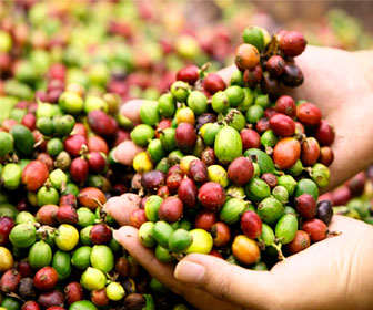 alimentos ricos en cafeina