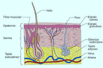 capas de la piel humana