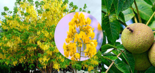 Propiedades medicinales de la planta Cassia siamea