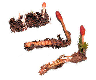 cordyceps unilateralis militaris