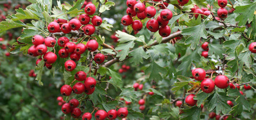 crataegus monogyna