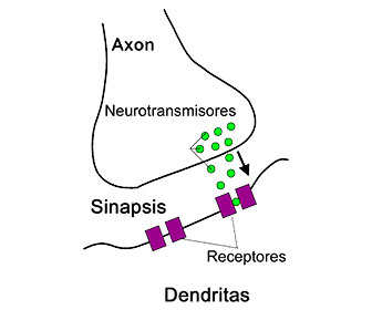 biosintesis de glicina neurotransmisor