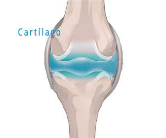 glicina y prolina para las articulaciones y regeneración del cartílago