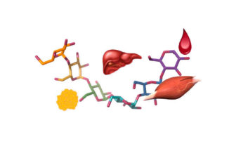 glucogeno que es