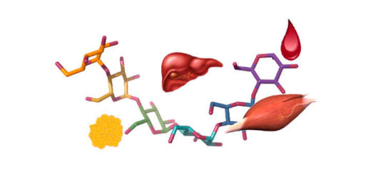 glucogeno que es