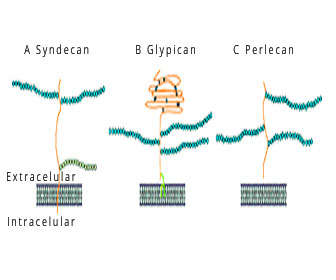 heparan sulfato proteoglicano