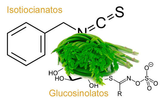 isotiocianatos y glucosinolatos que posee moringa