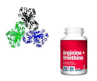 l-ornitina y l-arginina