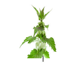 lamium album u ortiga blanca