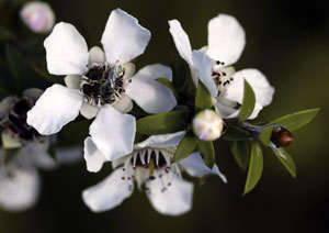 leptospermum socparium o flores de manuka