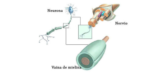 función de mielina en el cerebro