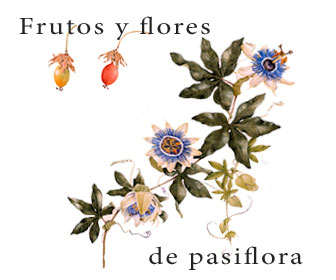 passiflora caerulea frutos, flores y hojas