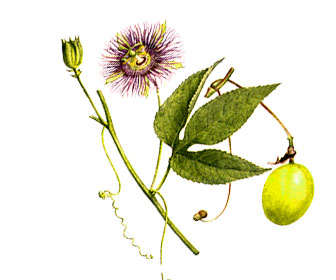 passiflora incarnata planta, flores, hojas y fruto