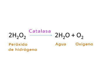 Reacción del peróxido de hidrógeno con catalasa