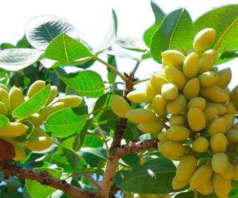 pistachos crudos en el árbol Pistacia vera