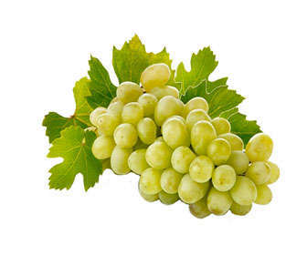 Uvas, fruta de la vid