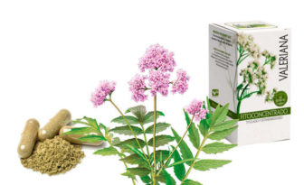 Propiedades y beneficios de valeriana officinalis